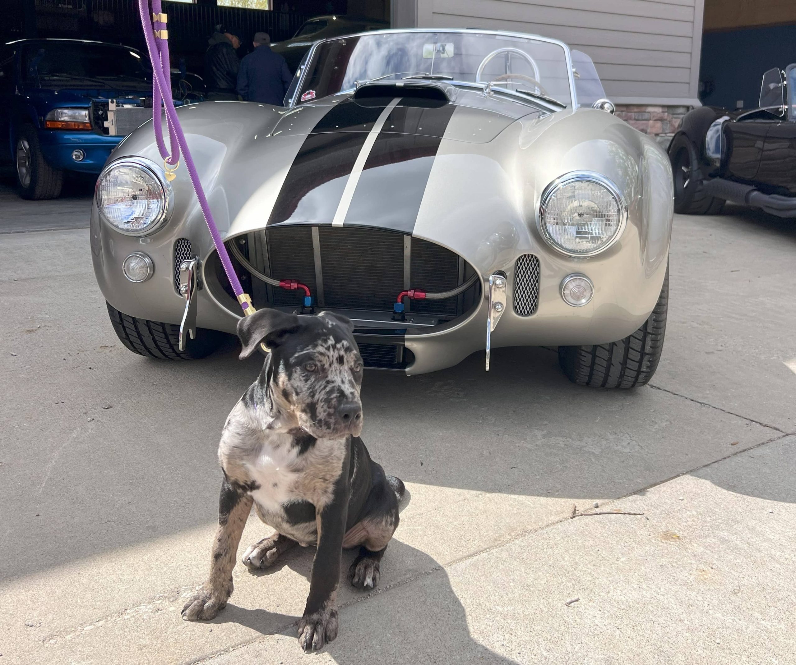 Silver Shelby-style Cobra roadster with black racing stripes parked at a car show, with a merle-patterned dog sitting on the pavement in front.